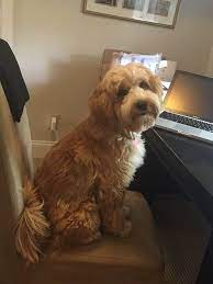 Please Share Concord Ca Tibetan Terrier Rescue Is Seeking A Forever Home For This Adorable 11 Mont Tibetan Terrier Rescue Tibetan Terrier Terrier Rescue