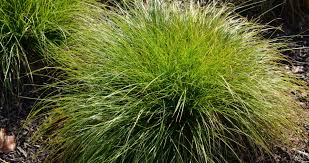 Image result for Carex