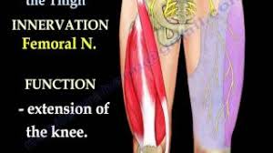 Teachme anatomy part of the teachme series the medical information on this site is provided as an information resource only, and is not to be used or relied on for any diagnostic or treatment purposes. Anatomy Of The Thigh Everything You Need To Know Dr Nabil Ebraheim Youtube