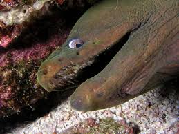 Image result for killer eels