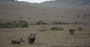 Habitat destruction is when a habitat is no longer able to support the plants, animals, or other organisms that live in it. Habitat Loss Threats Save The Rhino International