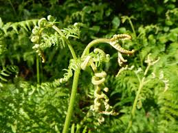 Image result for Pteridium aquilinum