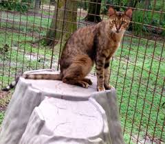 Why one should buy a cat from us. Savannah Cats And Bengal Cats Make Bad Pets Big Cat Rescue