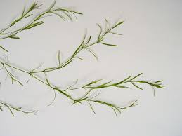 Image result for Najas