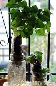 How To Grow Sweet Potatoes In A Bag You Grow Girl In 2021 Growing Sweet Potatoes Potato Vines Potato Vine Plant