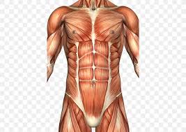 This is an online quiz called muscles of the chest and abdomen. Rectus Abdominis Muscle Abdomen Anatomy Human Body Abdominal Wall Png 406x581px Watercolor Cartoon Flower Frame Heart