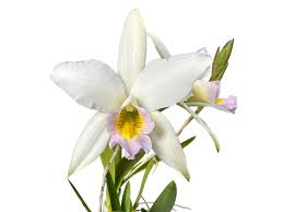 Image result for Embelia libeniana