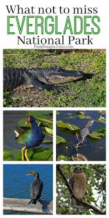 Fun Activities And Things To Do At Everglades National Park Florida Pictures Included Ide Florida National Parks Everglades National Park National Parks Trip
