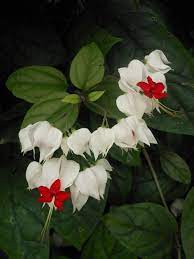 Bleeding Heart Vine John 15 I Am The Vine You Are The Branches May Our Heart Only Be As Yours Bleeding Heart Bleeding Heart Vine Beautiful Flowers