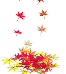 Autumn leaves clipart transparent background. Gifs Gif Leaves Falling In Pile Animated Gif Animation Animated Gif Gif