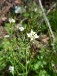 Image result for Cardamine