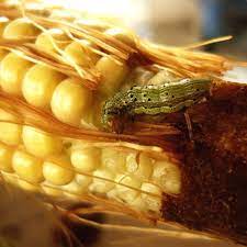 If you are talking about the worms that tend to get in at the top and eat the tip of the ear, many people swear by putting a little mineral oil on the silks when they start showing. An Unavoidable Surprise In Organic Corn Worms Kitchn