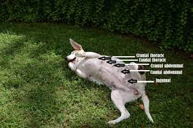 That's more accurate than some. Causes Of Nipple Discharge In Dogs Pethelpful