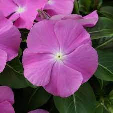 Pin Di Warna Vinca
