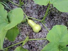 You can store spaghetti squash up to 3 months if you store it in a cool, dry place. 7 Butternut Squash Ideas Butternut Squash Butternut Squash