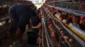 Panduan lengkap usaha peternakan ayam petelur, ayam ketawa, ayam mutiara, dan ayam tipe ayam petelur ringan atau disebut dengan ayam petelur putih. Jagung Langka Peternak Kompak Jual Ayam Petelur Ke Pasar Kumparan Com
