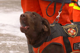 「Search and rescue dog」の画像検索結果