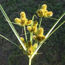 Image result for Cyperaceae