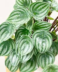Image result for Peperomia molleri