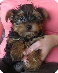 Yorkies and yorkie puppies for adoption are not in any way inferior to or different from those for sale. Parsippany Nj Yorkie Yorkshire Terrier Meet Tiny Town A Pet For Adoption