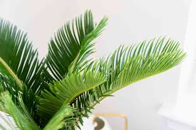 You can use rough barked branches or moss sticks, or other creeping helps from the store or nature. Sago Palm Plant Care Growing Guide