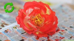 The food coloring then goes up the stem. 5 Ways To Dye Flowers Wikihow