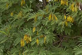 Image result for Peltophorum africanum