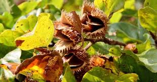 Bucheckern Giftig Oder Gesund Ernte Fruchte Obst Und Gemuse