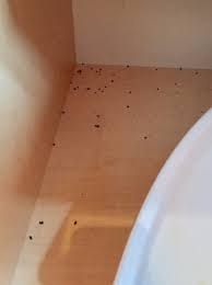 I will always place a trap in these areas against a wall if you can. Kitchen Cabinets With Mouse Droppings Picture Of Suncadia Resort Cle Elum Tripadvisor