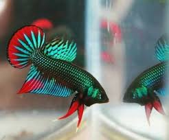 237 Wild Type Betta Fish Southern Thailand Male Betta Betta Fish Fish