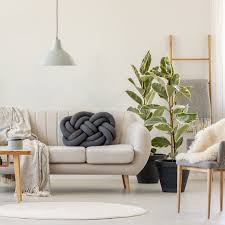 Discover design inspiration from a variety of living rooms, including color, decor and storage options. 10 Best Indoor Trees For A Happier Home Top Indoor Trees To Buy