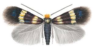 Image result for Stigmella pretiosa