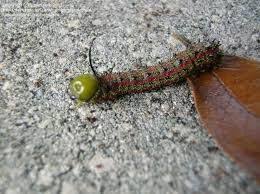 Image Result For Florida Caterpillar Identification Chart