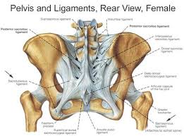 Functional anatomy of the male. Pelvis Physiopedia