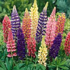Pin On Flower Garden Ideas