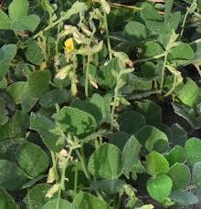 Image result for Rhynchosia albissima