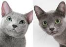 How to Tell the Difference in a Russian Blue Cat From a ...