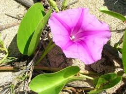 Image result for Ipomoea lapathifolia