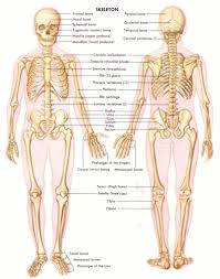 Sistem peredaran darah, sistem reproduksi, sistem hormonal, dan sebagainya. Sistem Tubuh Manusia Rawatan Bekam
