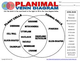 Check spelling or type a new query. Plant Animal Cell Venn Diagram By Science Teacher Resources Tpt