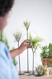 Planting succulents garden plants planting flowers cactus plants patio plants succulent planters cactus farm succulent ideas moss garden. Steel Brown Air Plant Stands Various Sizes Sets The Zen Succulent Durham S Neighborhood Plant Gift Shop