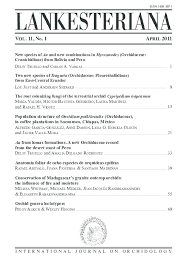 Image result for Rhipidoglossum pusillum