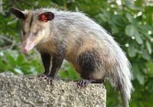 Colo colo opossum also known as a monito del monte a (spanish for little monkey of the mount) or colocolo opossum, dromiciops gliroides. Common Opossum Wikipedia