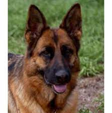 Registered German Shepherd Dog Breeders In Adelaide