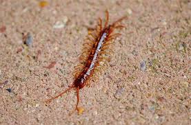 We are looking at get a pest control and termite prevention services. Do It Yourself Vs Calling The Pros Which Is Better Pestkilled