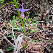 Image result for Bulbostylis oligostachys