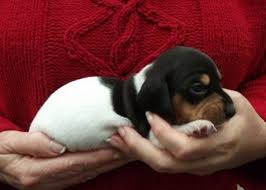 Black And White Dachshund Puppies Akc Registered Purebred Black Piebald Male Miniature Dachshund Puppy Dachshund Puppy Miniature Piebald Dachshund Dachshund Puppy