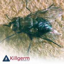 D&r pest control has been in business since 2008. Adi Pest Control Lee West Posts Facebook