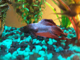 Betta Fish Dropsy Or Constipation Album On Imgur