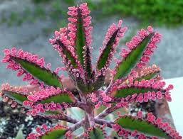 Kalanchoe Pink Butterflies Etsy In 2020 Kalanchoe Blossfeldiana Plants Pink Butterfly